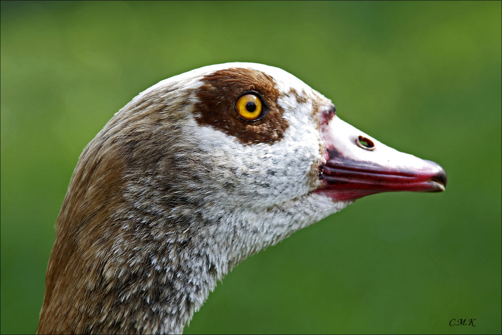 Nilgans