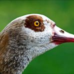 Nilgans