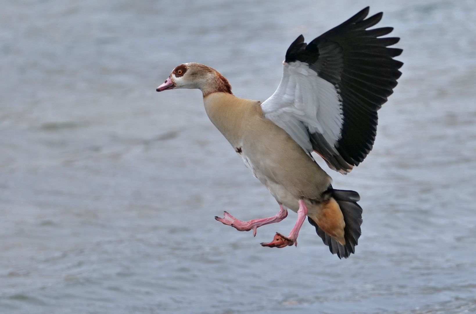 Nilgans