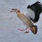 Nilgans