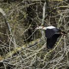 Nilgans