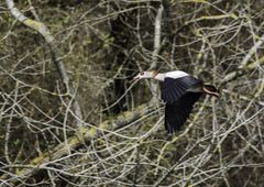 Nilgans