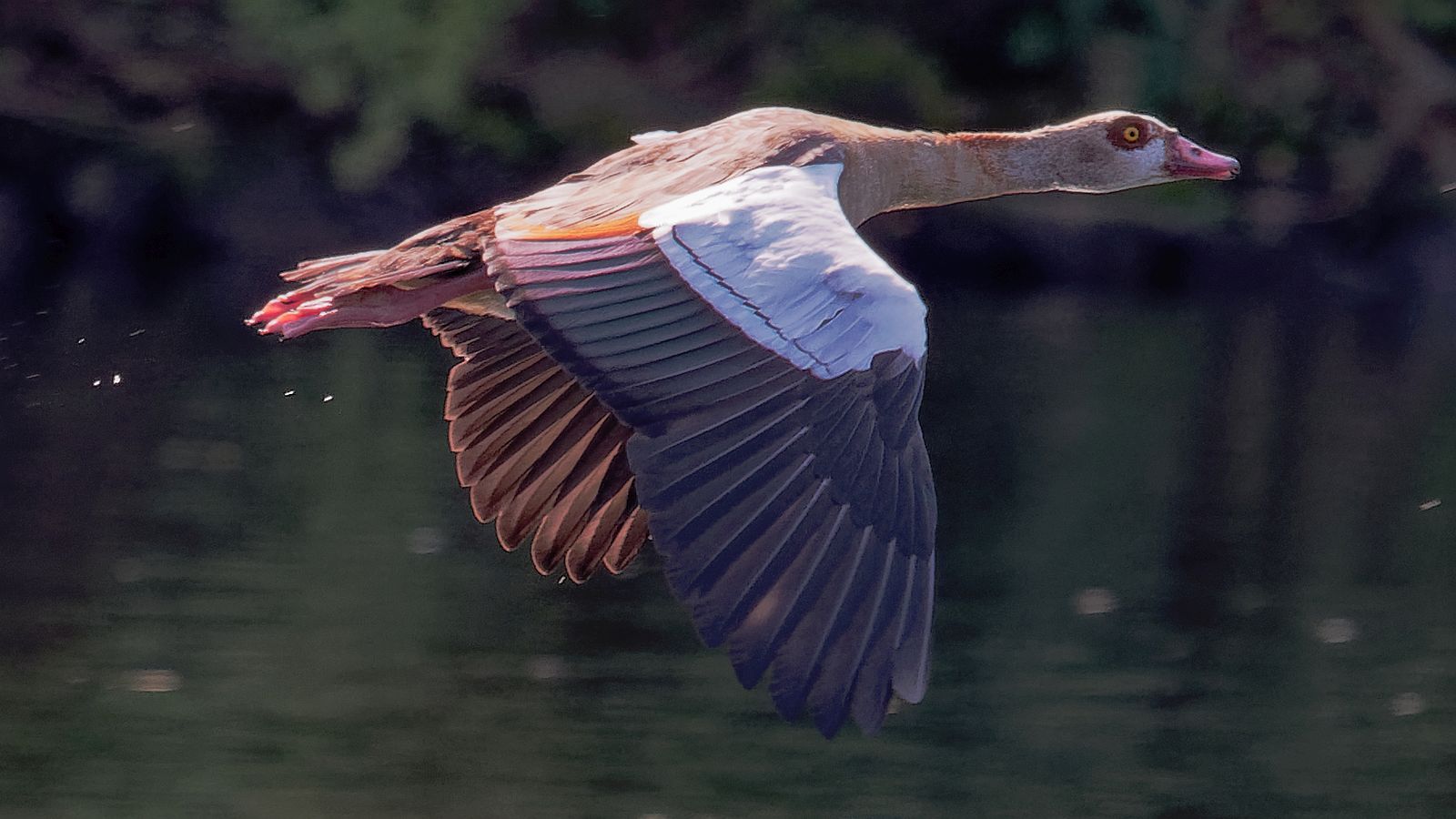 Nilgans