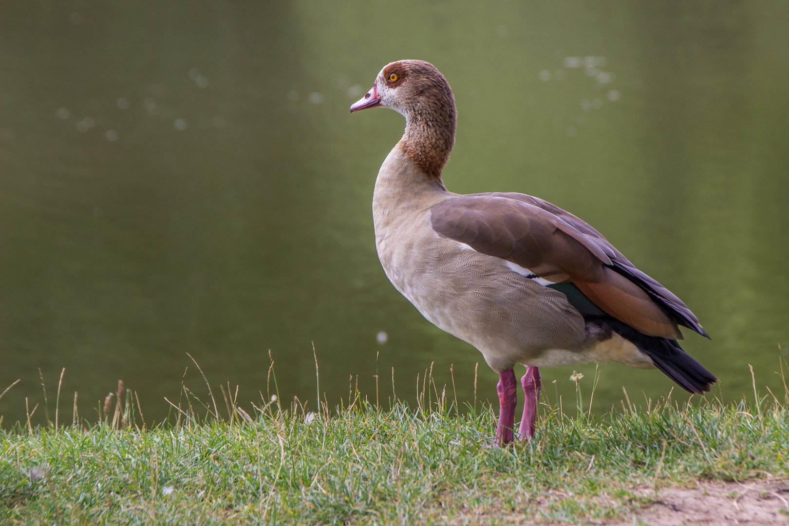 Nilgans