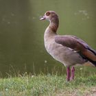 Nilgans