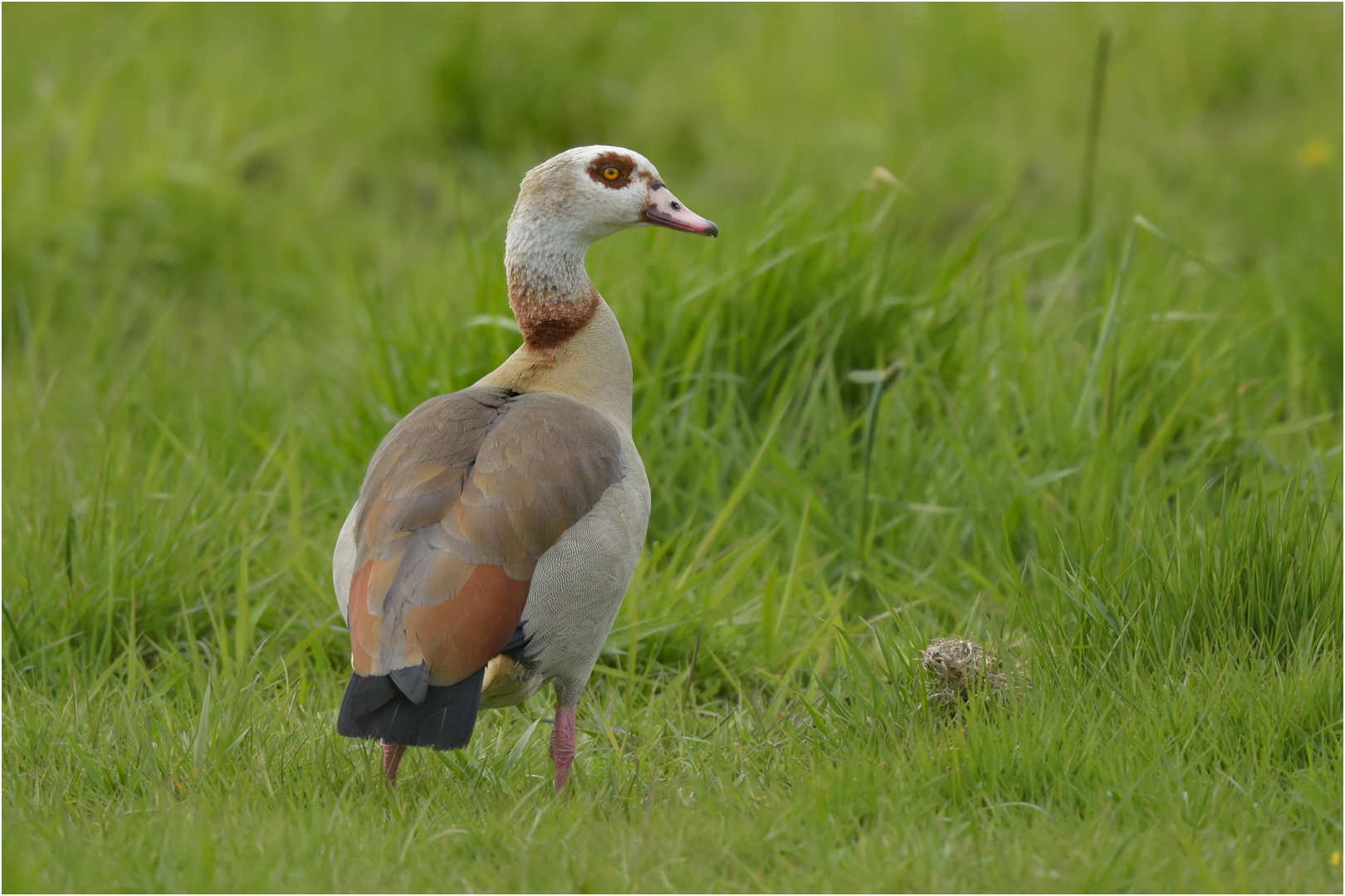 Nilgans