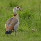 Nilgans