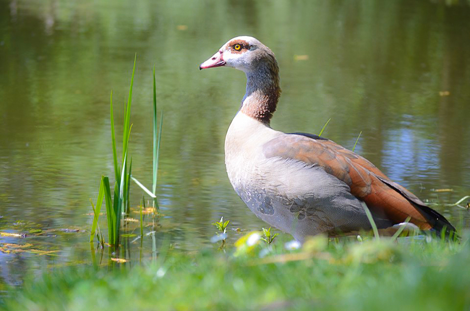 Nilgans