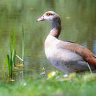 Nilgans