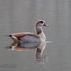 Nilgans