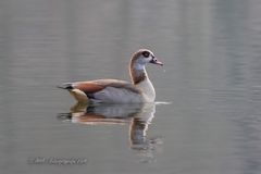 Nilgans