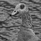 Nilgans