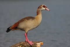 Nilgans