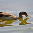 Nilgans 