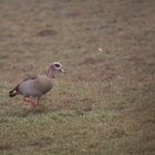 Nilgans...