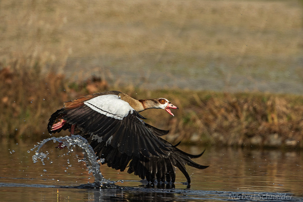 Nilgans