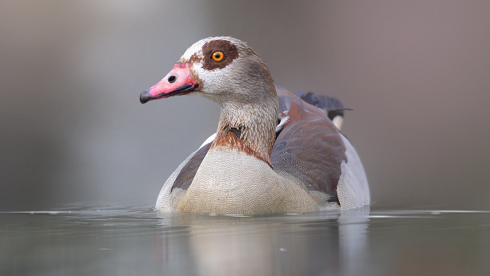 Nilgans