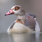 Nilgans