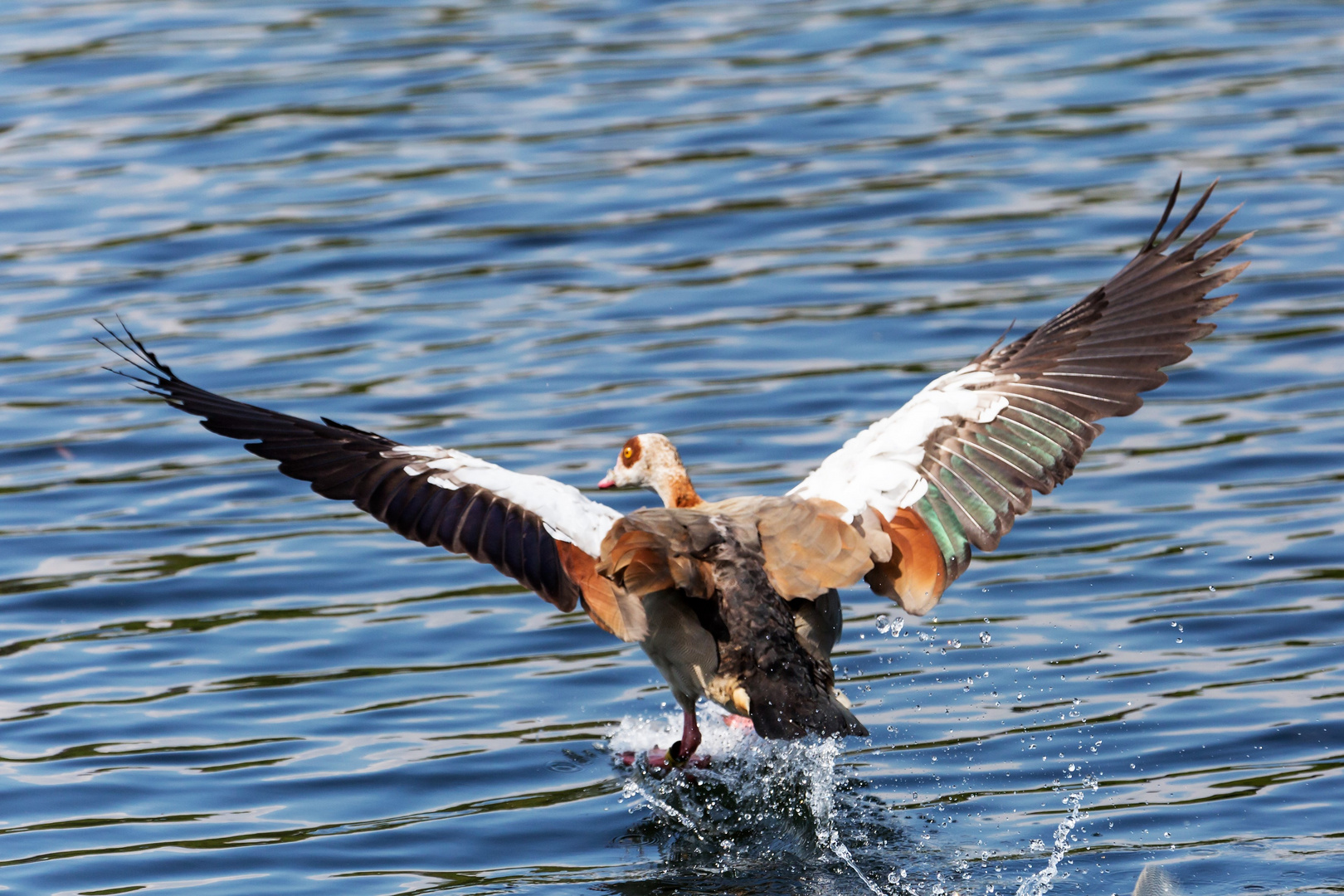 Nilgans