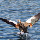 Nilgans