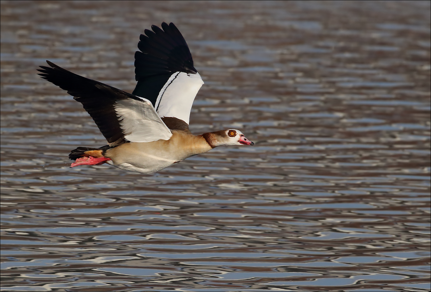 Nilgans