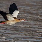 Nilgans