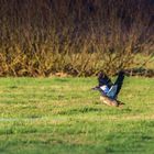 Nilgans