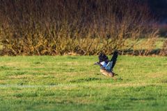 Nilgans