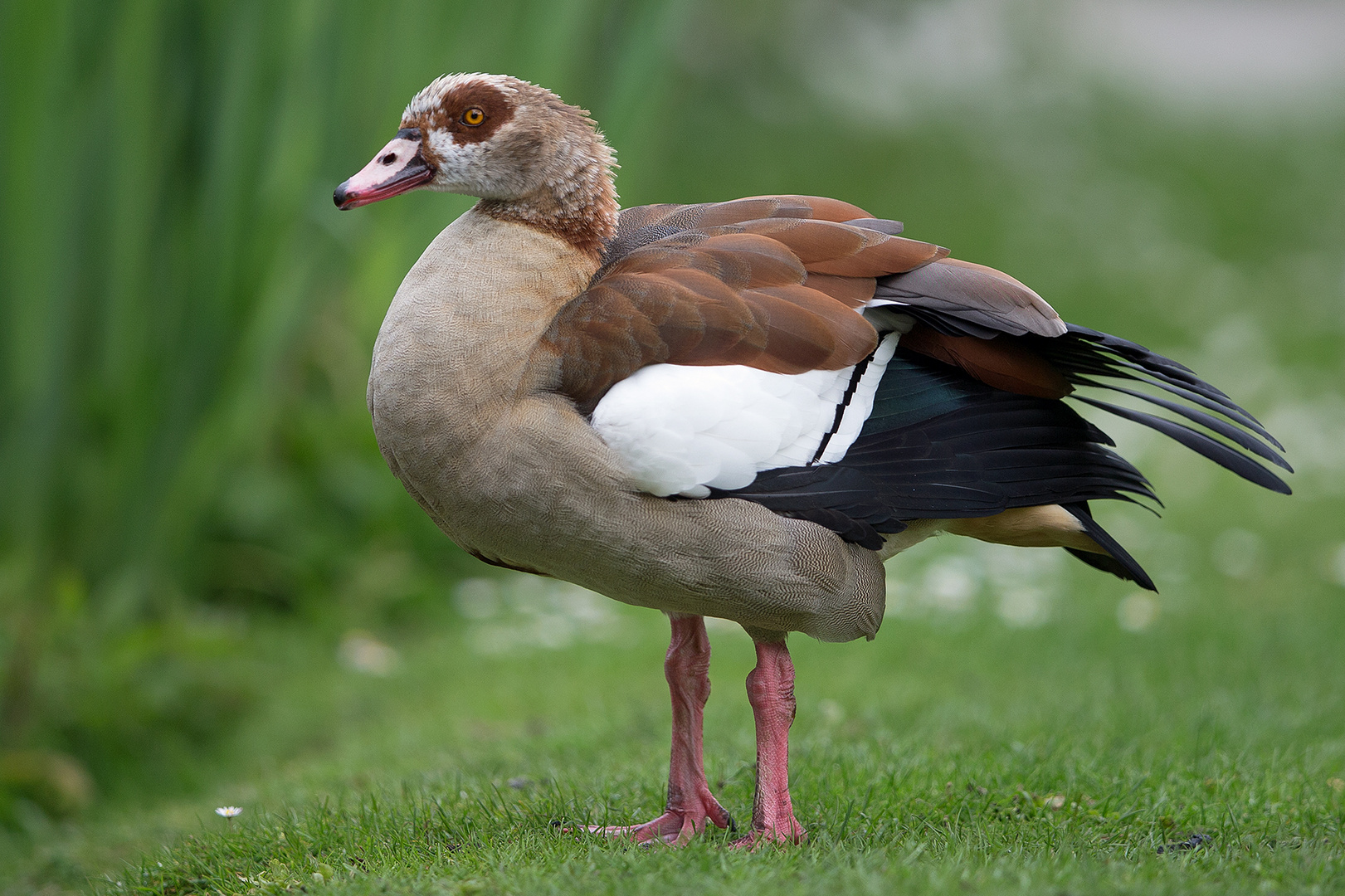 Nilgans