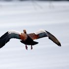 Nilgans