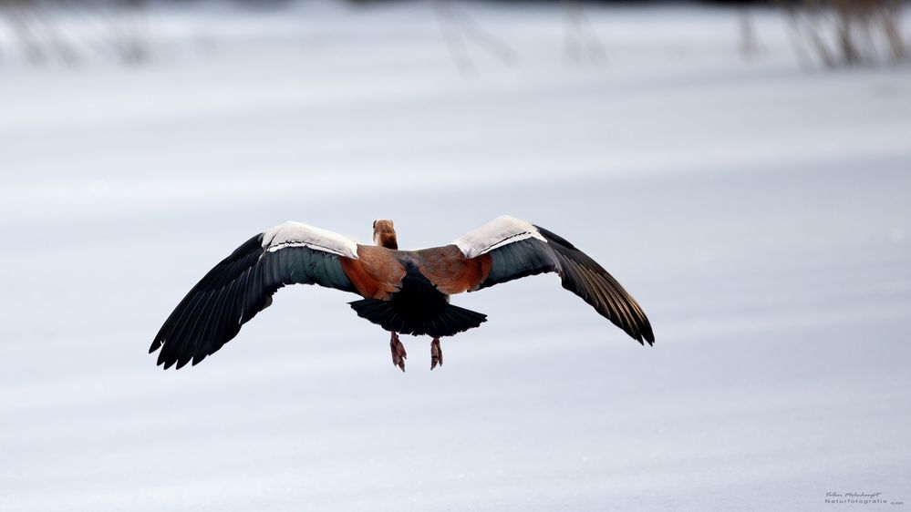 Nilgans