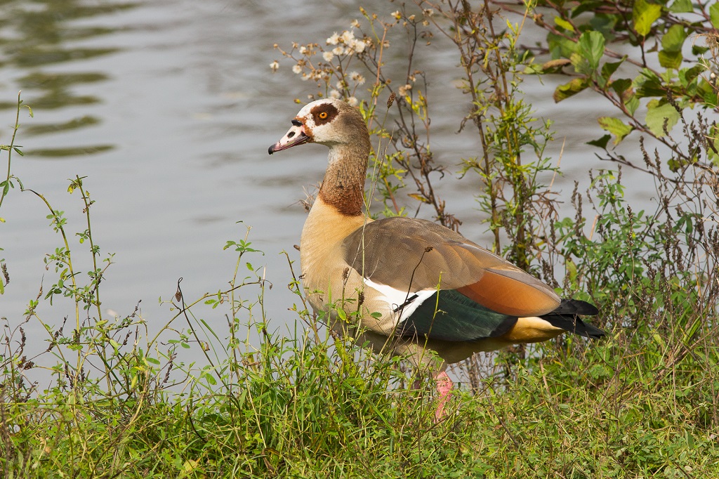 Nilgans