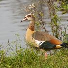 Nilgans