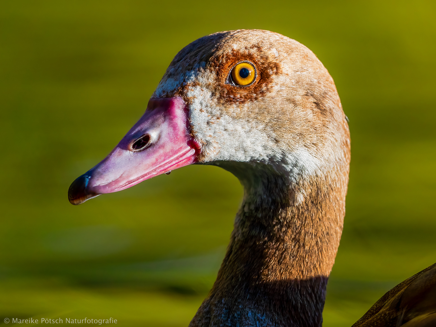 Nilgans