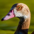 Nilgans