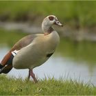 Nilgans