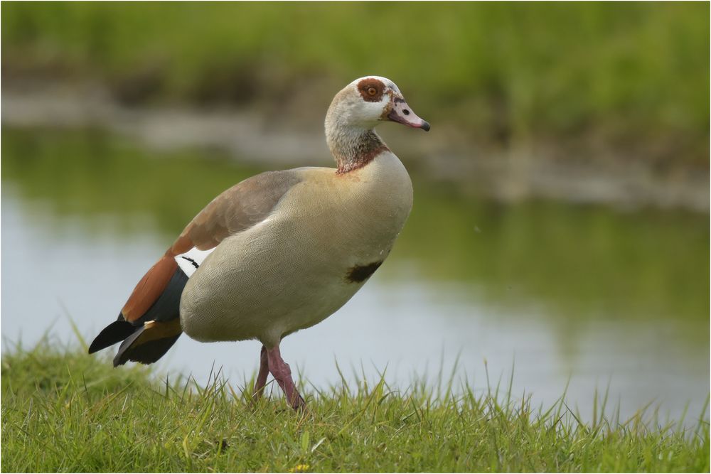 Nilgans