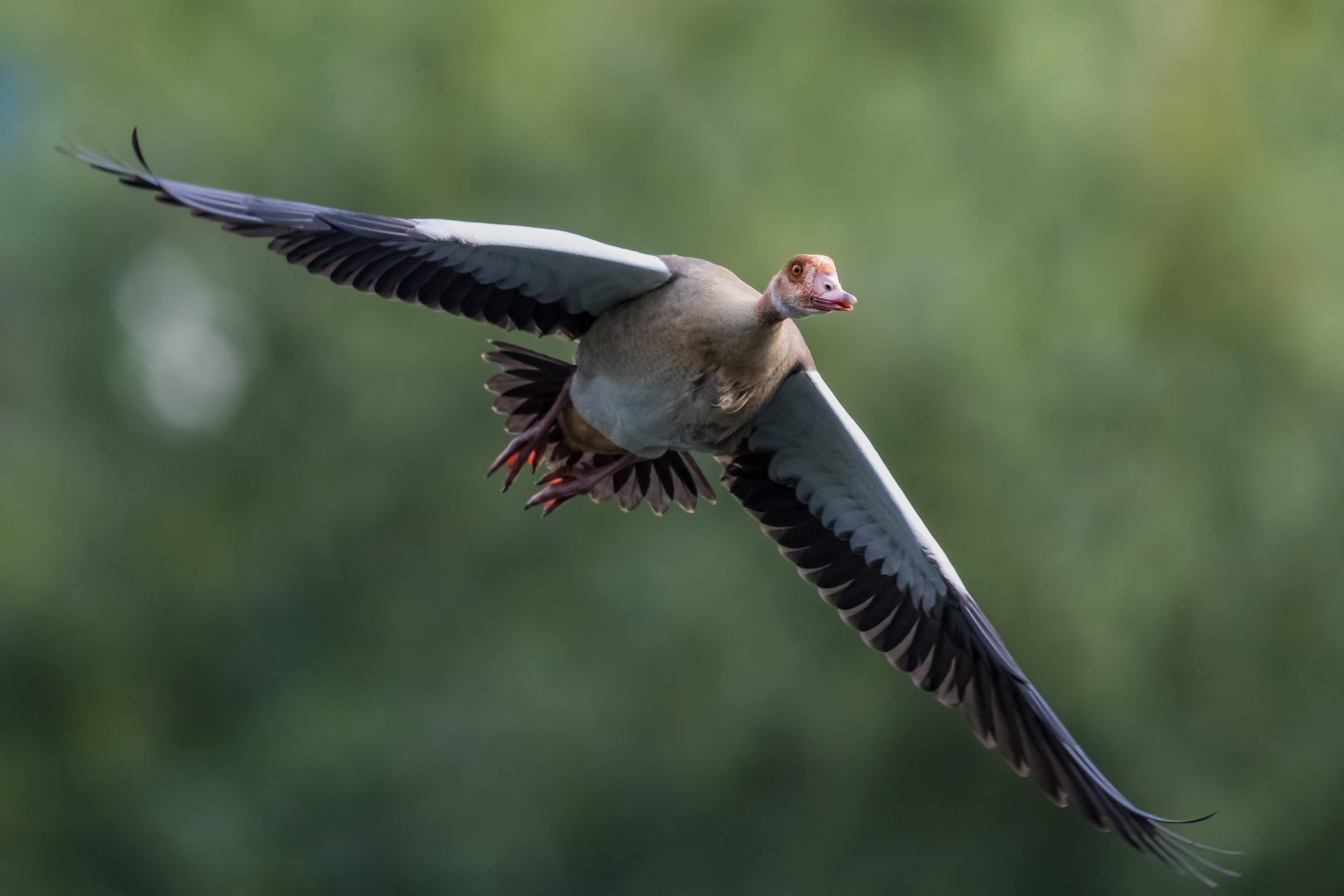 Nilgans...