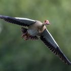 Nilgans...