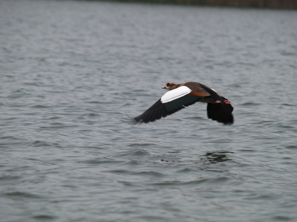 Nilgans