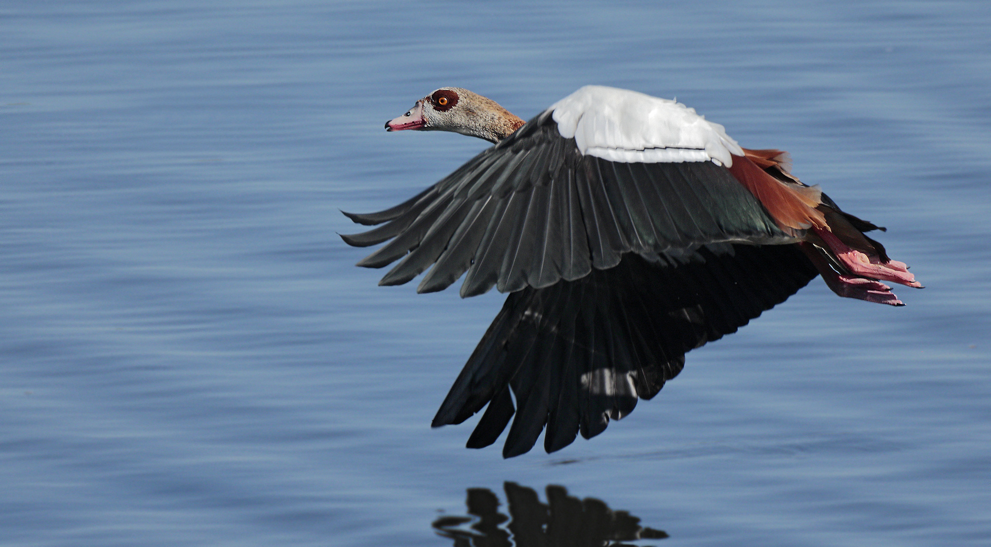 Nilgans - Egyptian Goose - Alopochen aegyptiacus