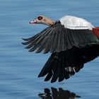Nilgans - Egyptian Goose - Alopochen aegyptiacus