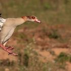 	 Nilgans - Egyptian Goose - Alopochen aegyptiacus  (Familie Entenvögel)