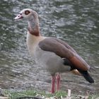 Nilgans Egyptian Goose