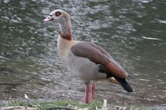 Nilgans Egyptian Goose