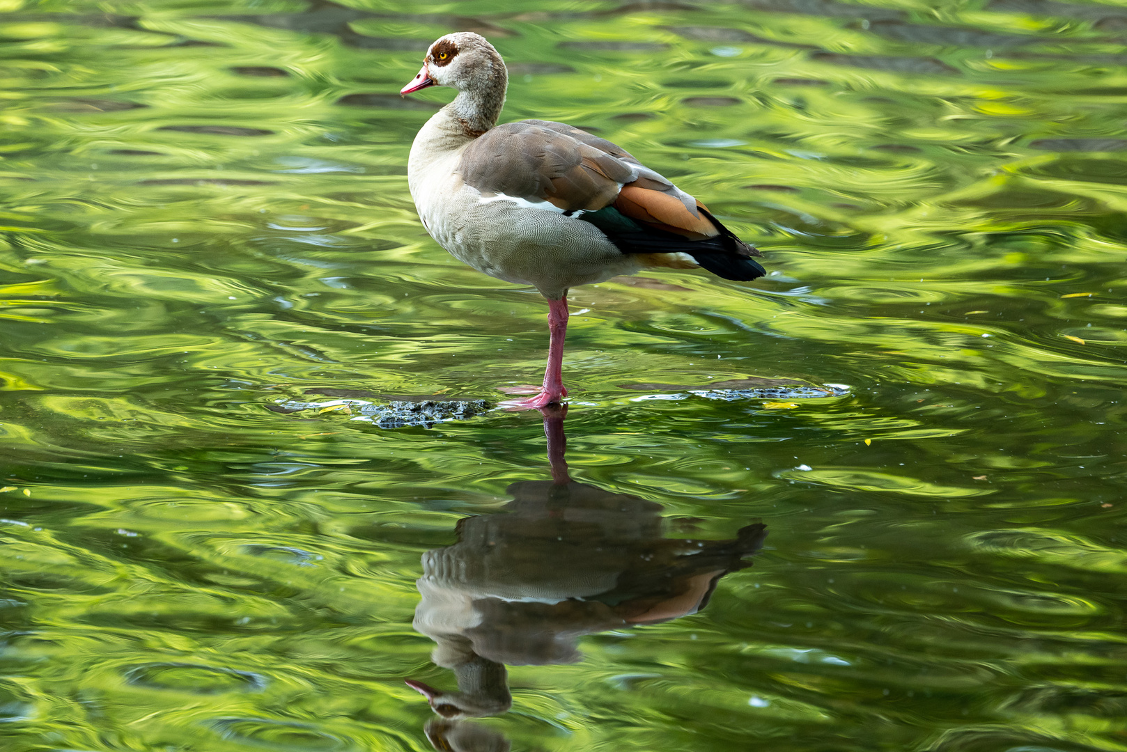 Nilgans / Egyptian gosse