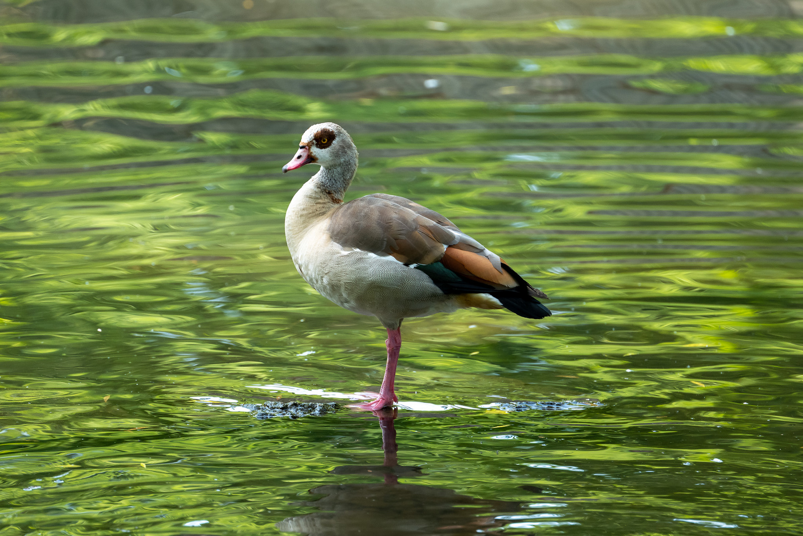 Nilgans / Egyptian gosse