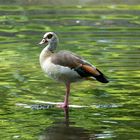 Nilgans / Egyptian gosse