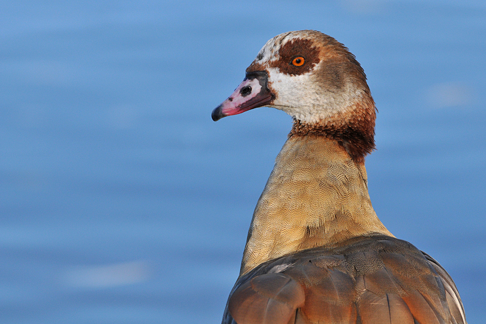 Nilgans: Ein stolzer Vogel