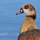 Nilgans: Ein stolzer Vogel